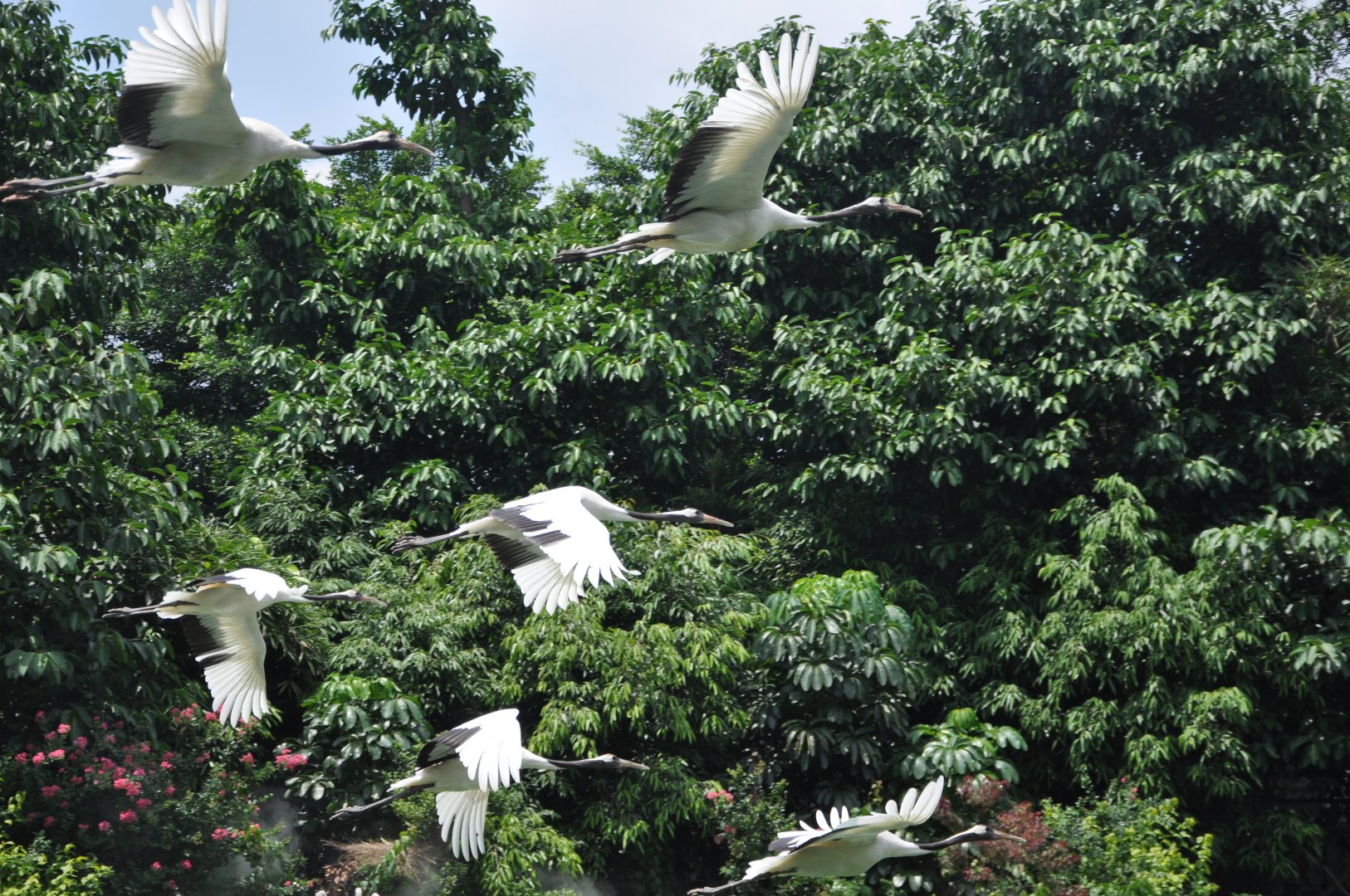 2016-07-17 Red-crowned crane