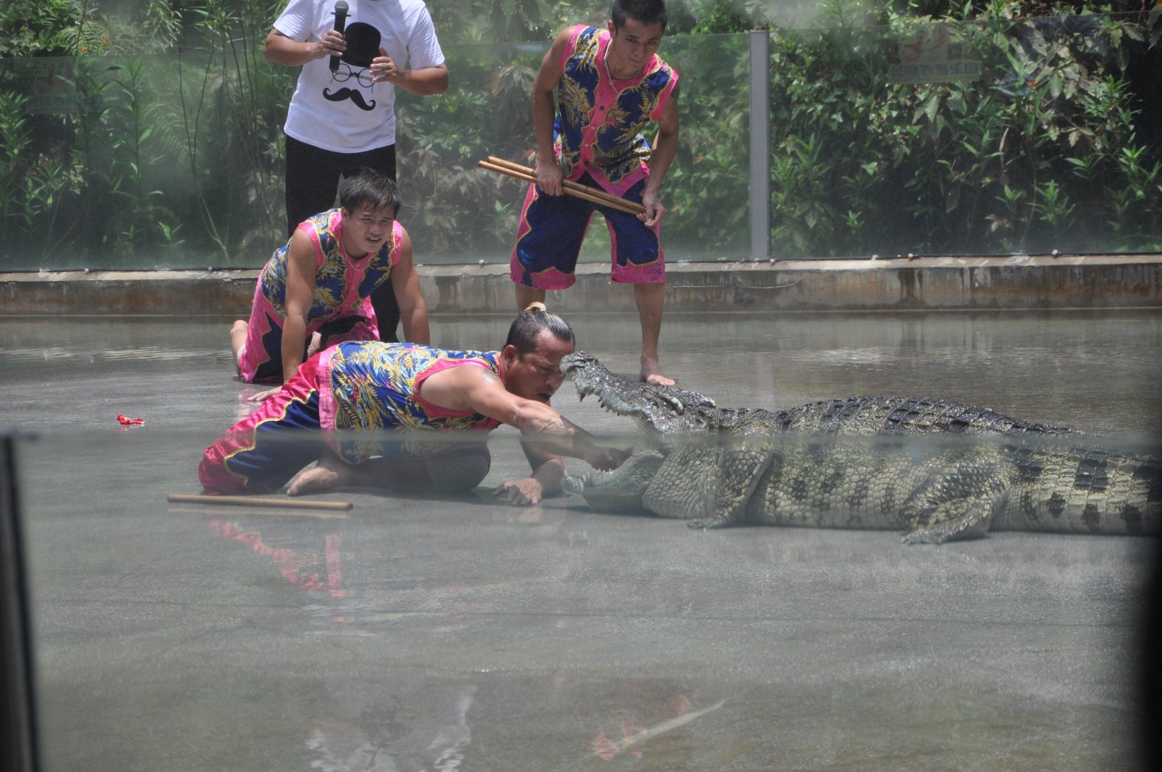 2016-07-17 Siamese crocodile show