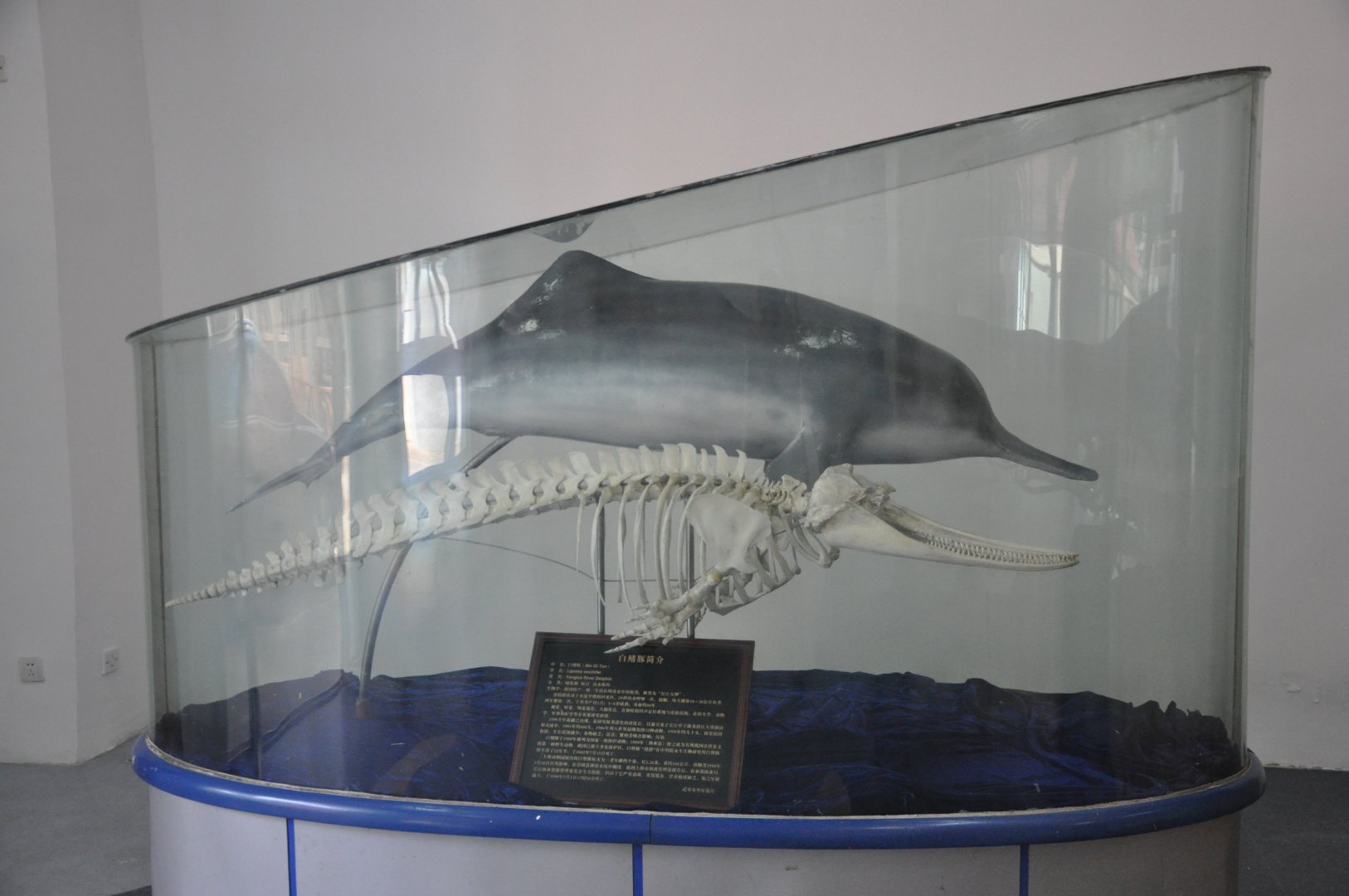2016-07-29 Skeleton of Yangtze River dolphin