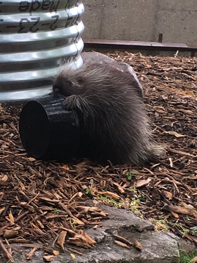 2016 | Baby Flora | Henry Vilas Zoo