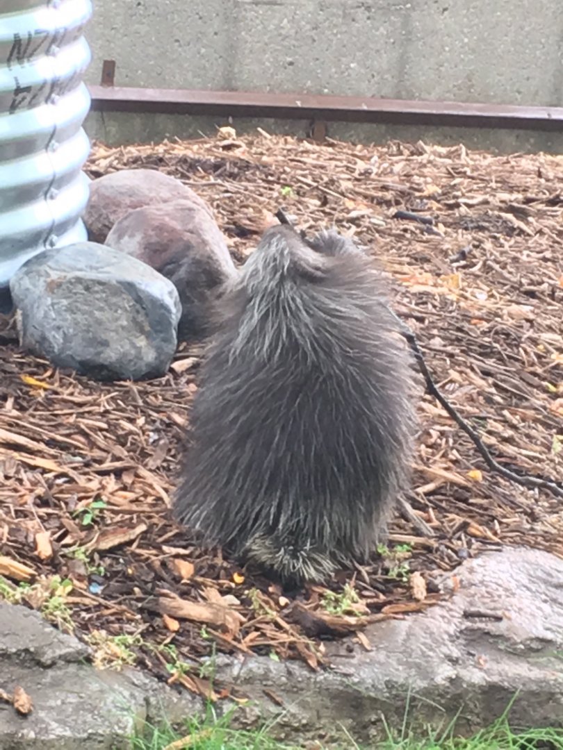 2016 | Baby Flora | Henry Vilas Zoo