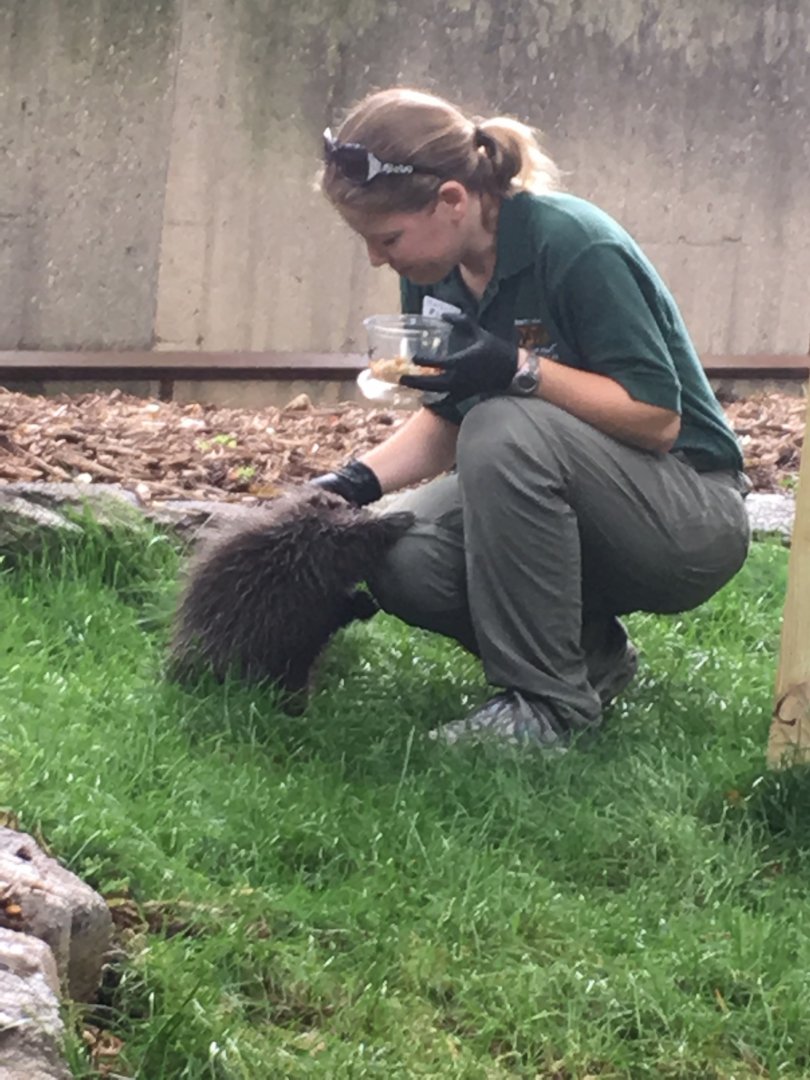 2016 | Baby Flora | Henry Vilas Zoo
