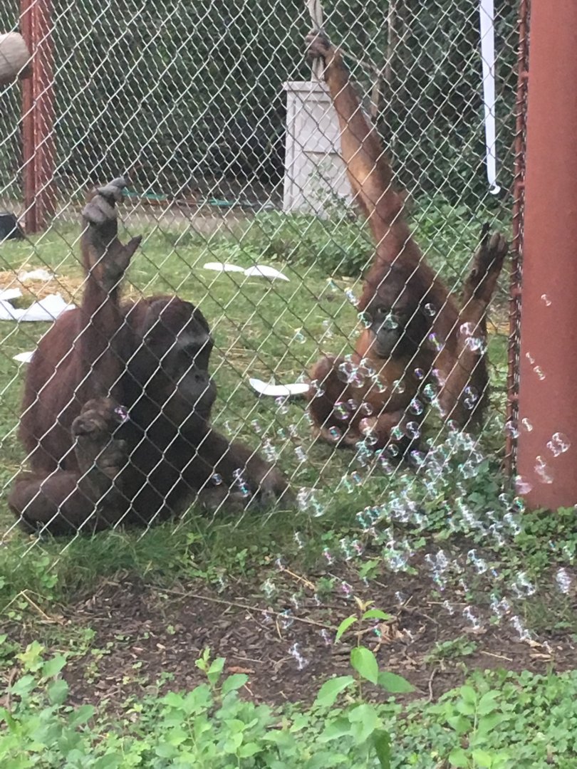 2016 | Datu and Kawan + Bubbles