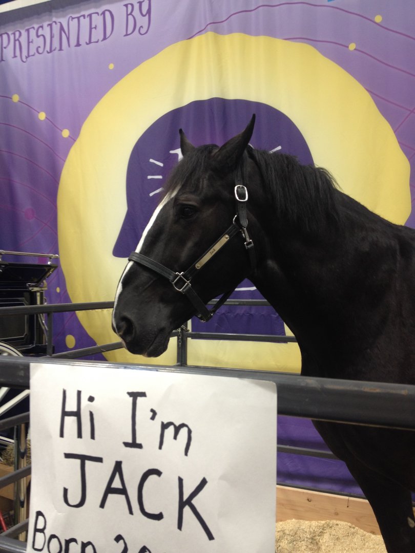 2016 FFA National Convention: Jack the Horse
