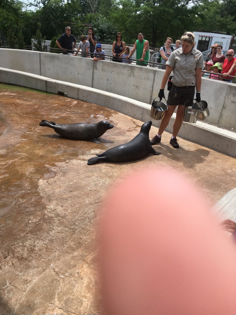 2016 Harbor Seal Session + Esser's Finger Reveal