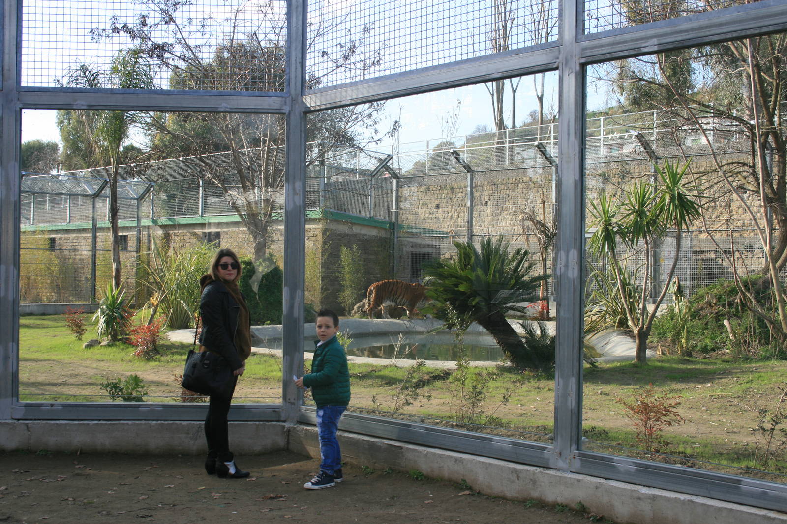 2016 New tiger exhibit