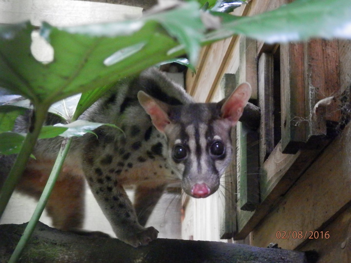 [2016] Owston's palm civet