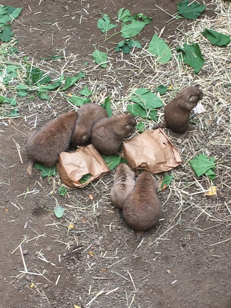 2016 | Prairie Dog Enrichment