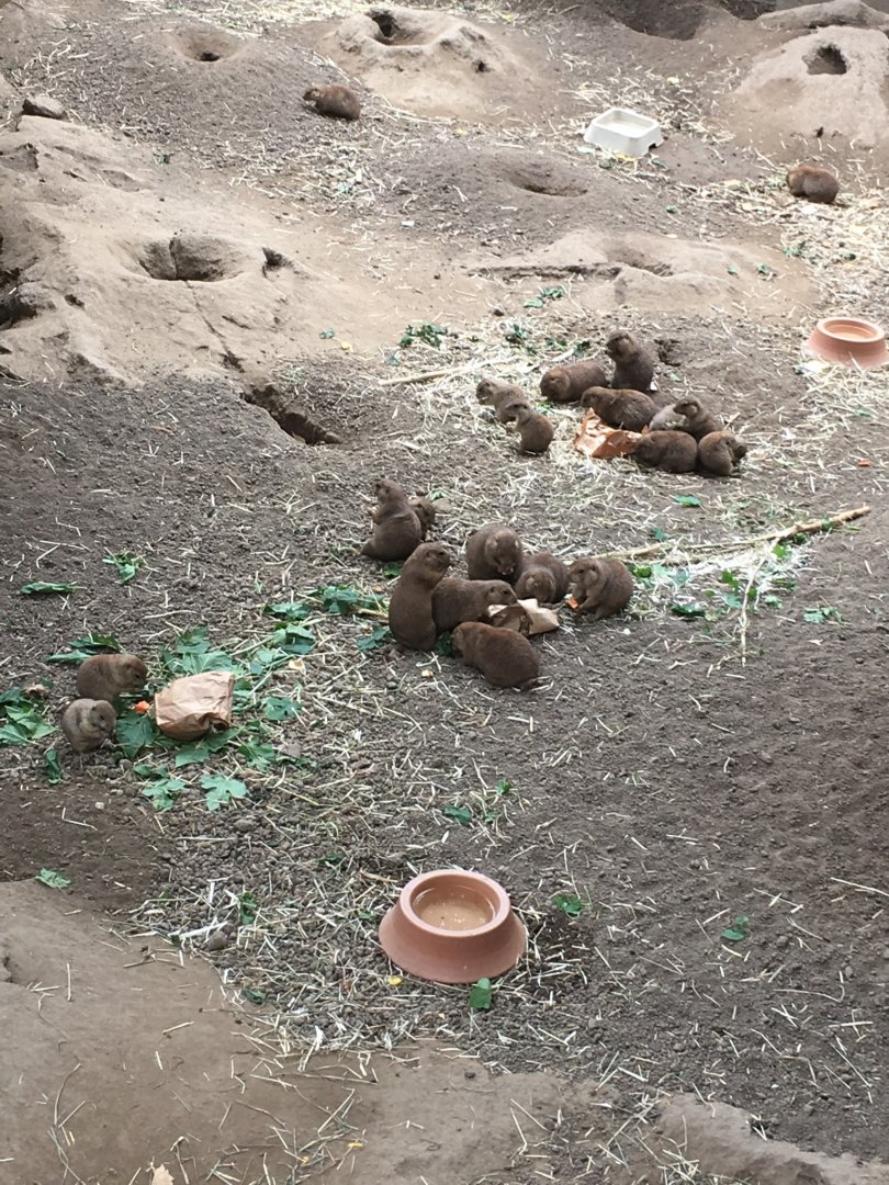 2016 | Prairie Dog Enrichment