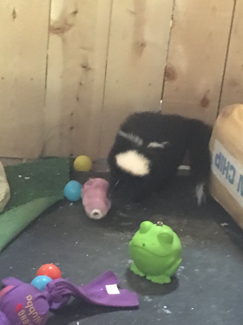 2016 | Skunk Enrichment | Henry Vilas Zoo