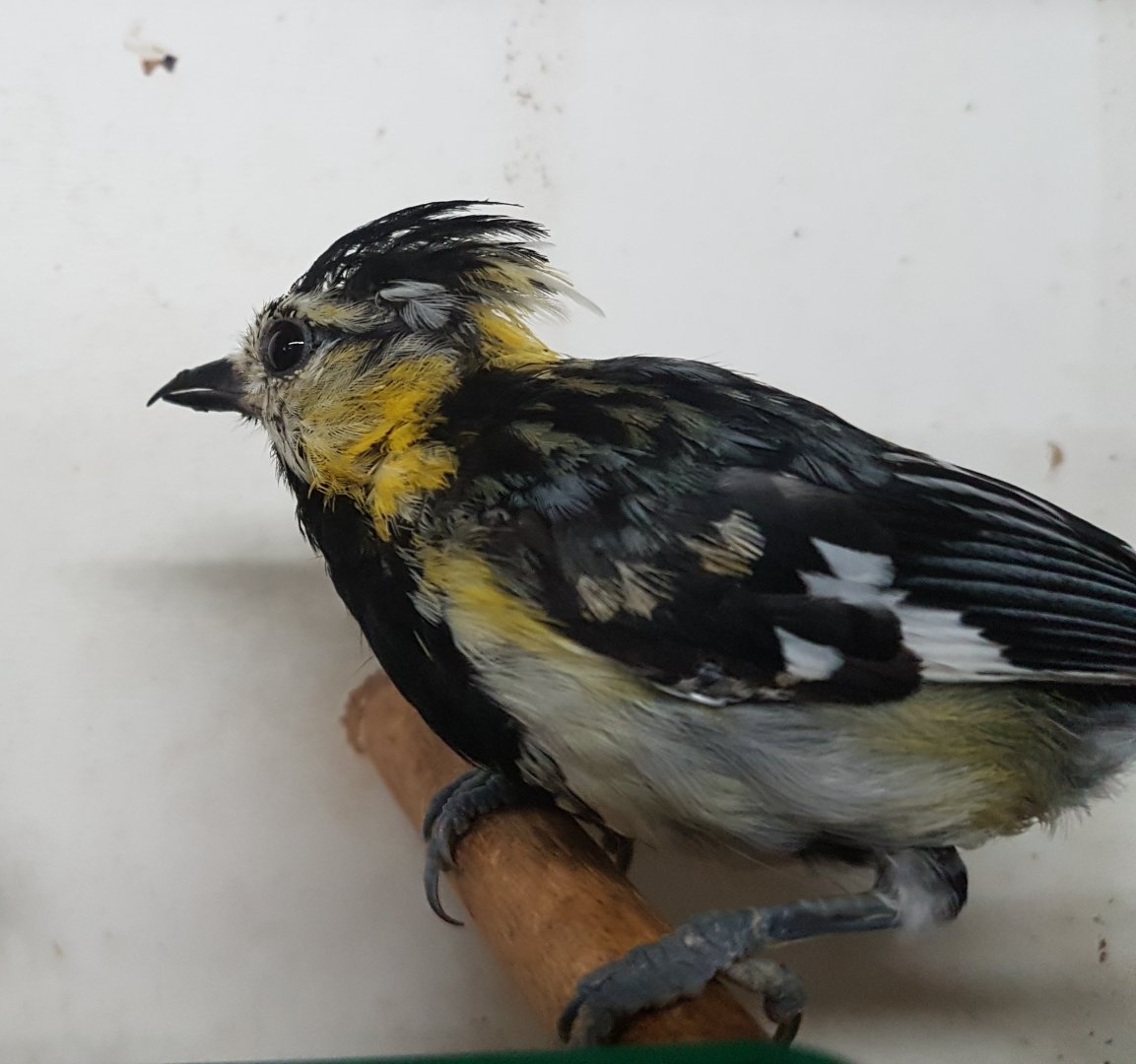 20161029_142334 Yellow-cheeked tit