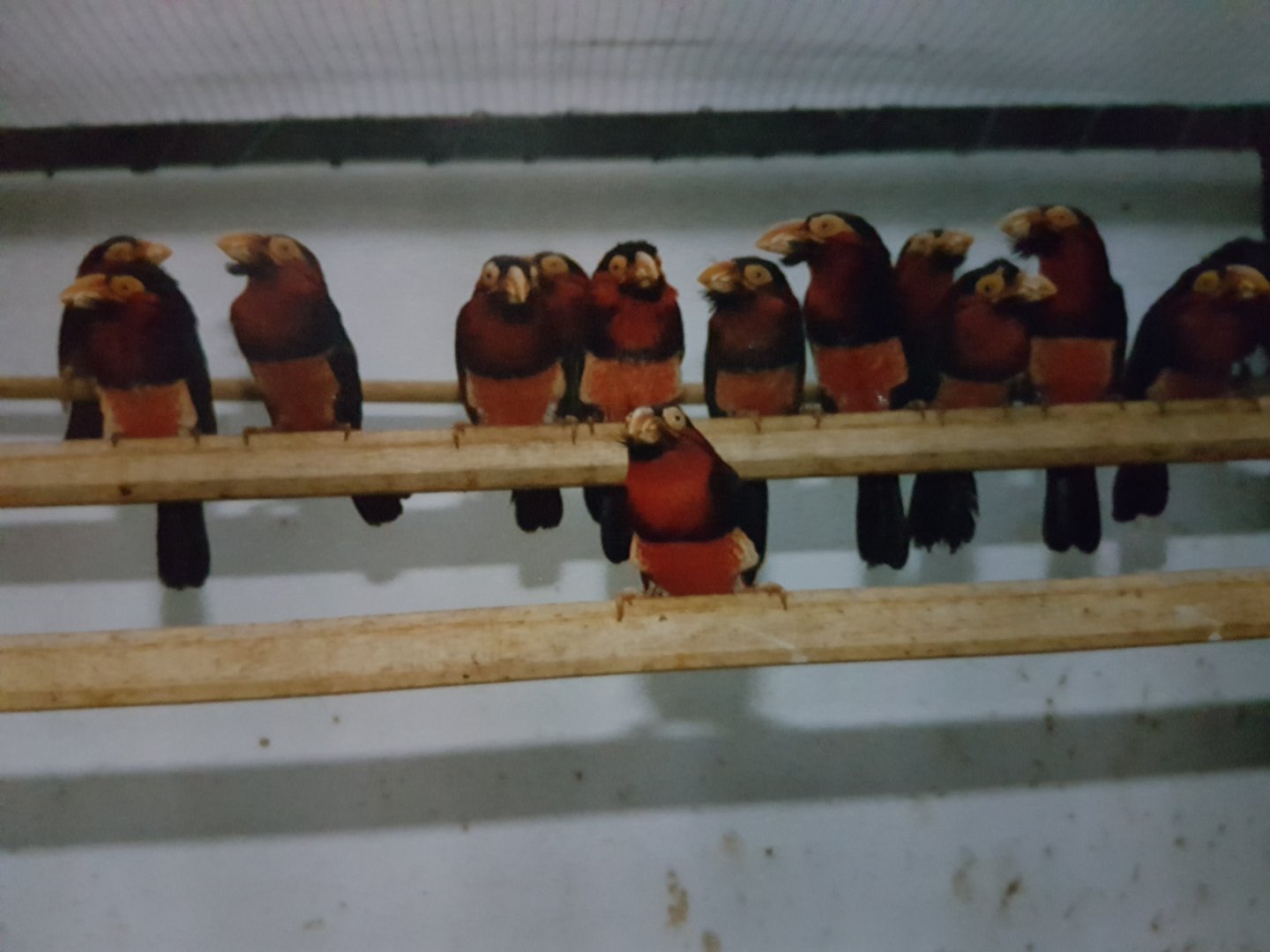 20161210_083935 Bearded Barbets