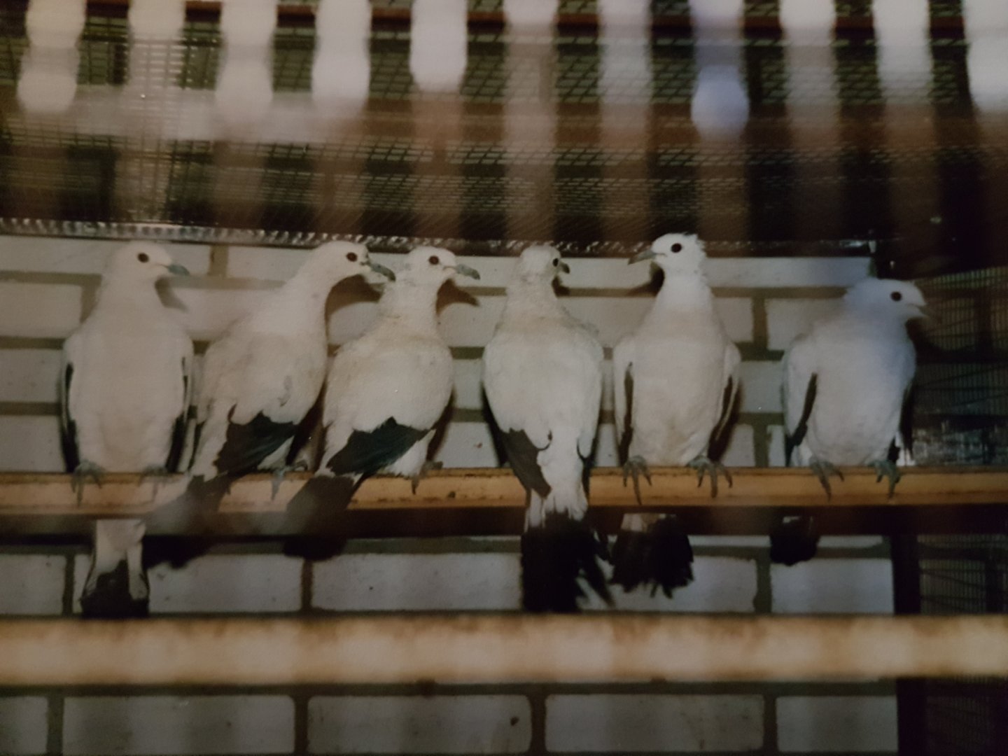 20161210_084710 Pied Imperial Pigeons