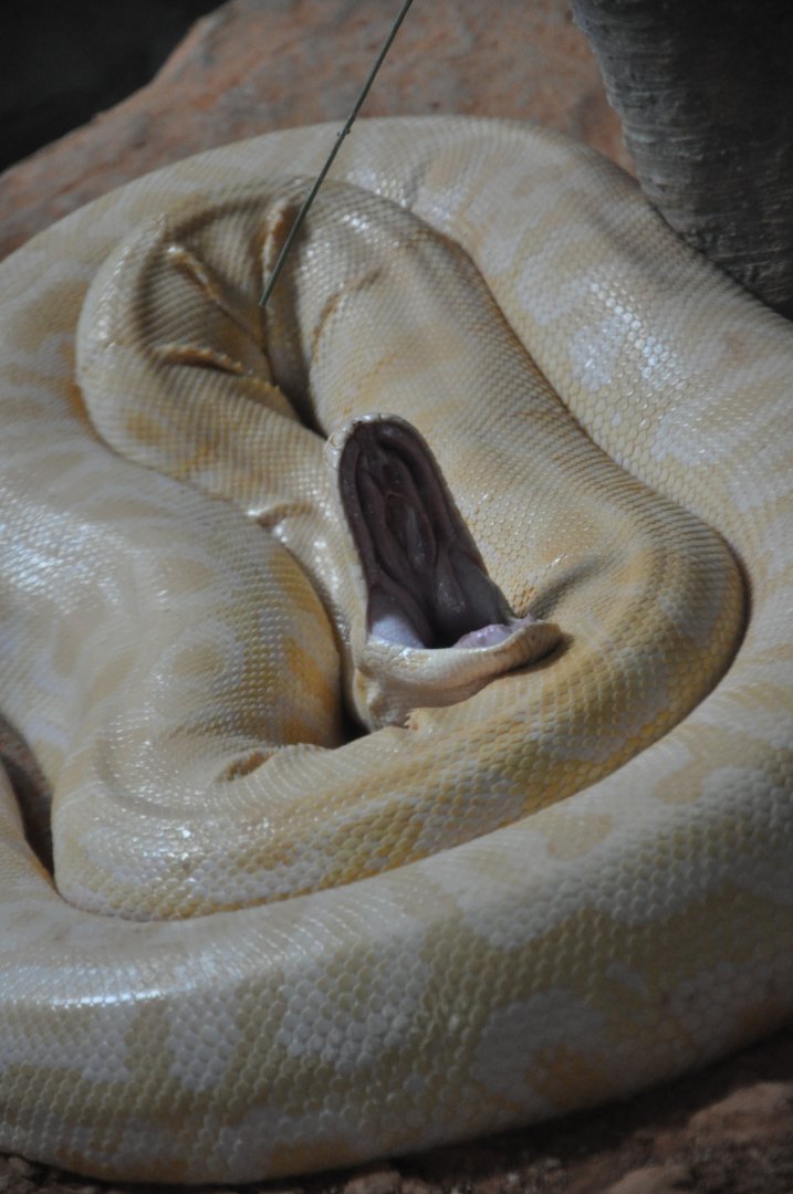 2017-01-30 albino Burmese python yawning