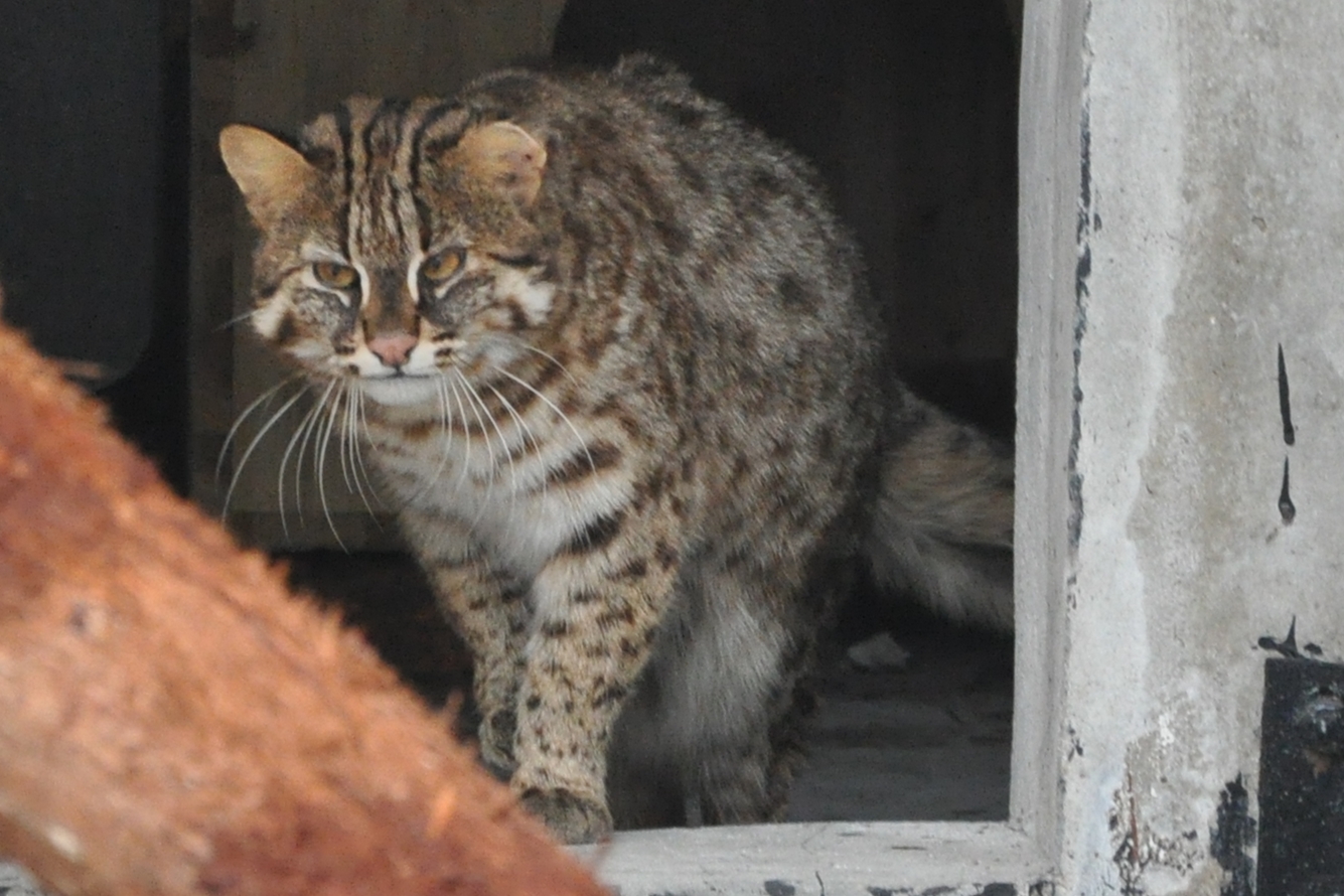 2017-01-30 Amur leopard cat