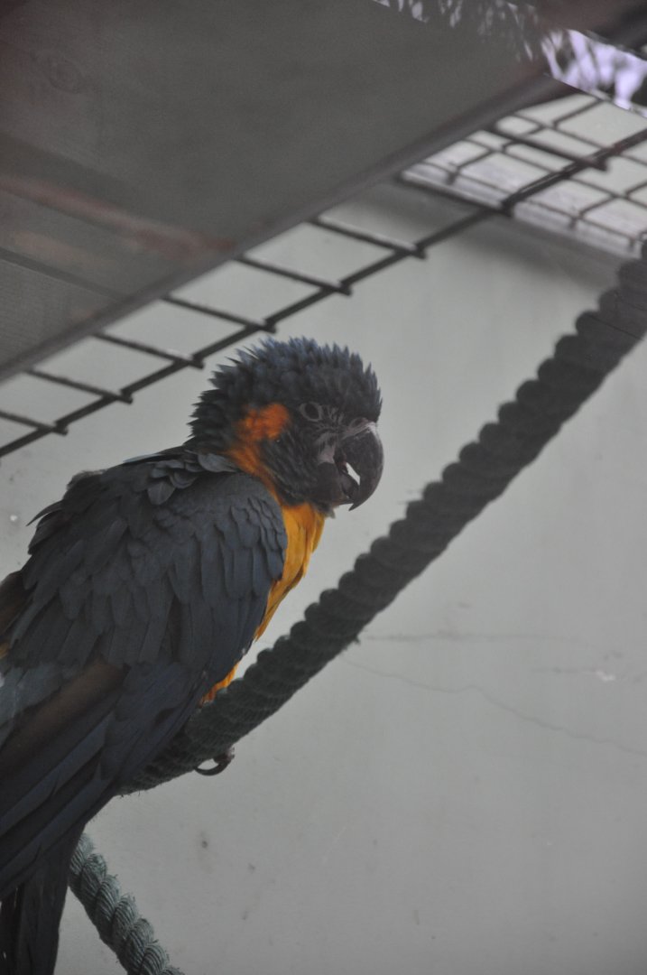 2017-01-30 Blue-throated macaw