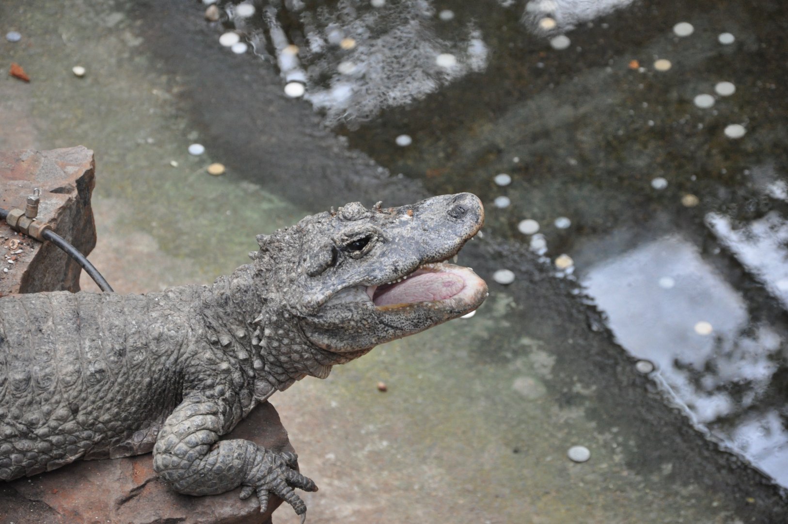 2017-01-30 Chinese alligator yawning