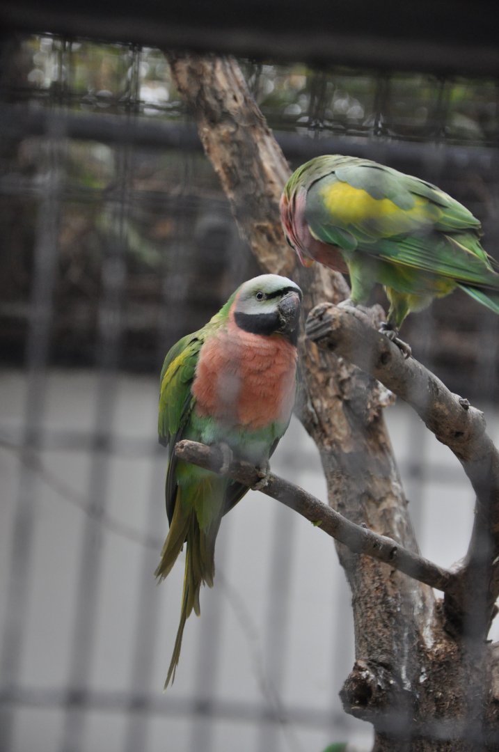 2017-01-30 Red-breasted parakeet