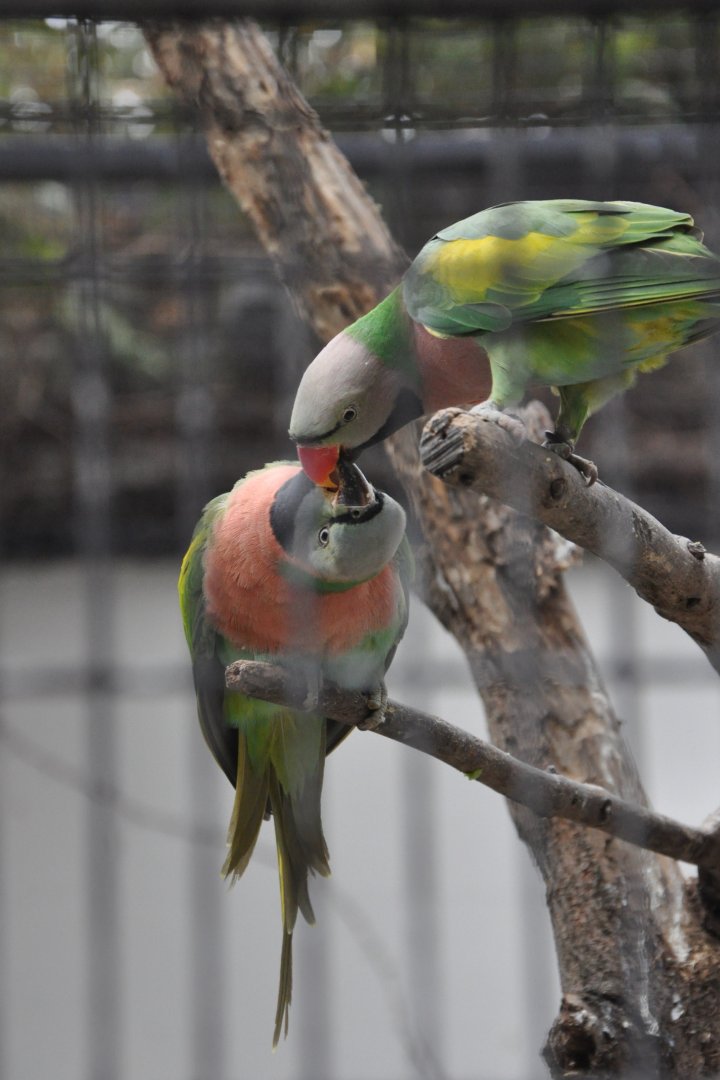 2017-01-30 Red-breasted parakeet