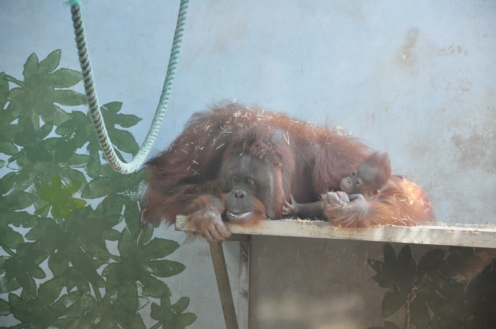 2017-02-11 Bornean orangutan