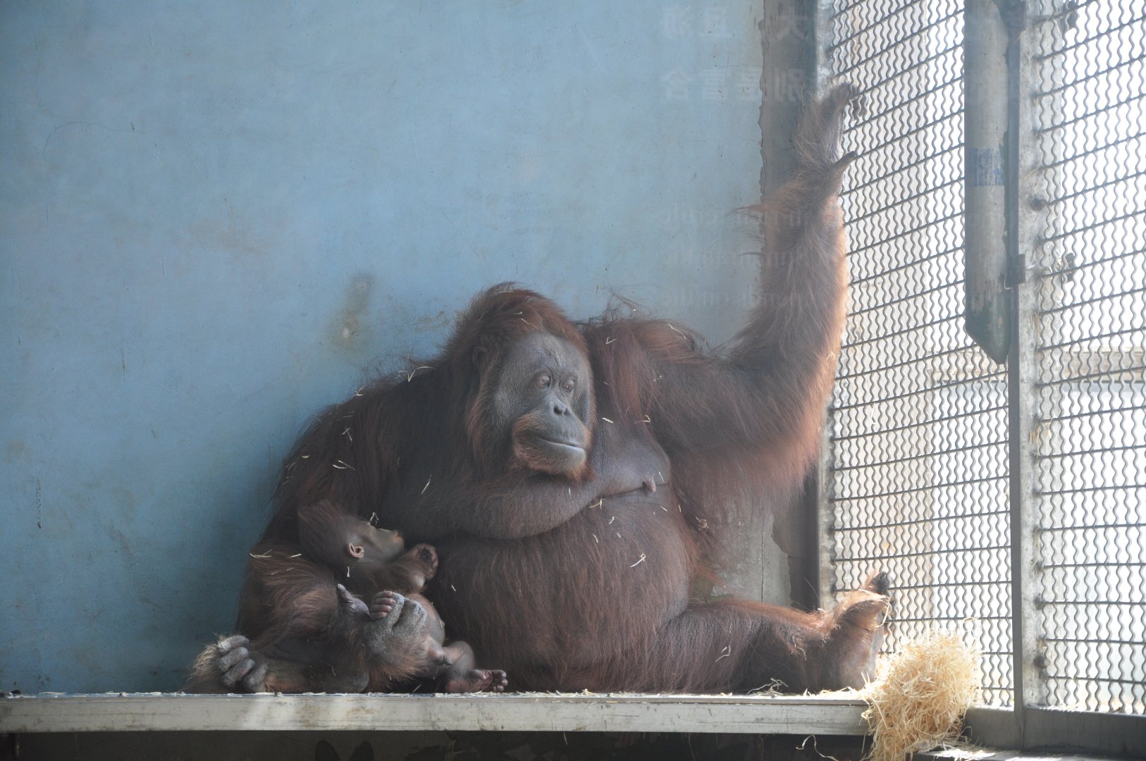 2017-02-11 Bornean orangutan