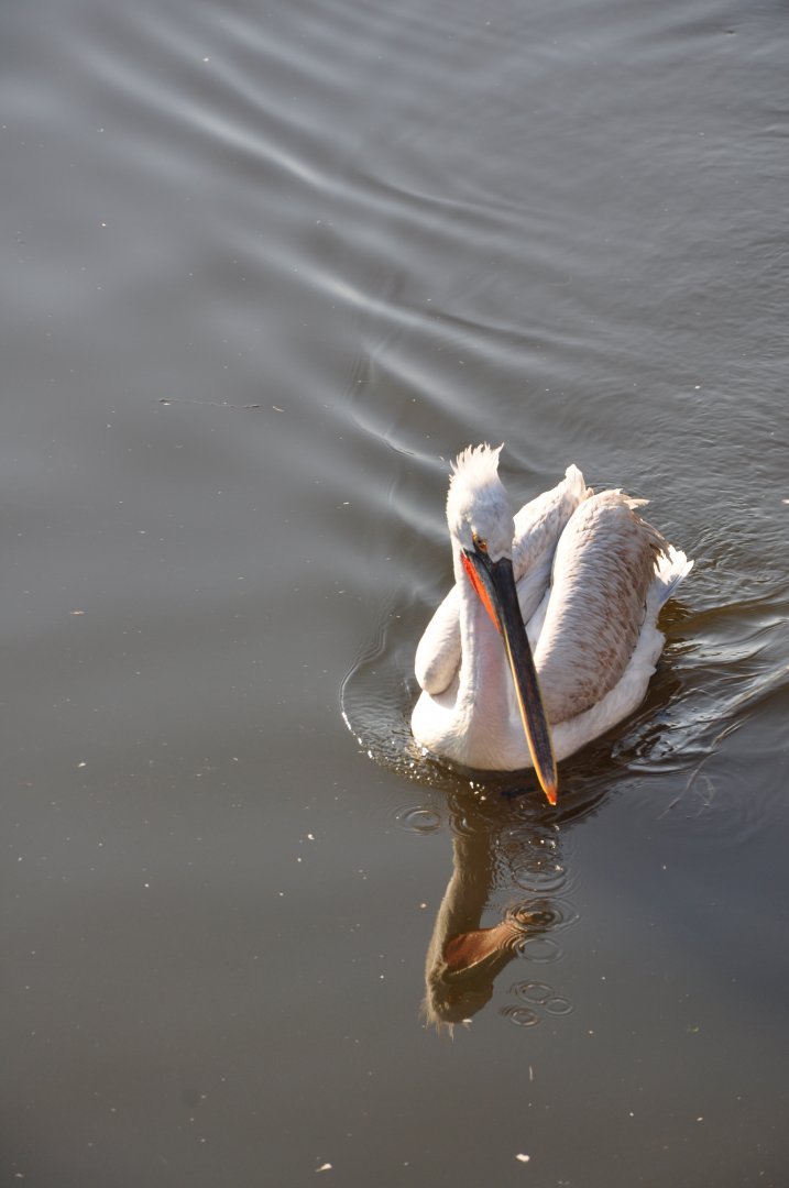 2017-02-11 Dalmatian pelican