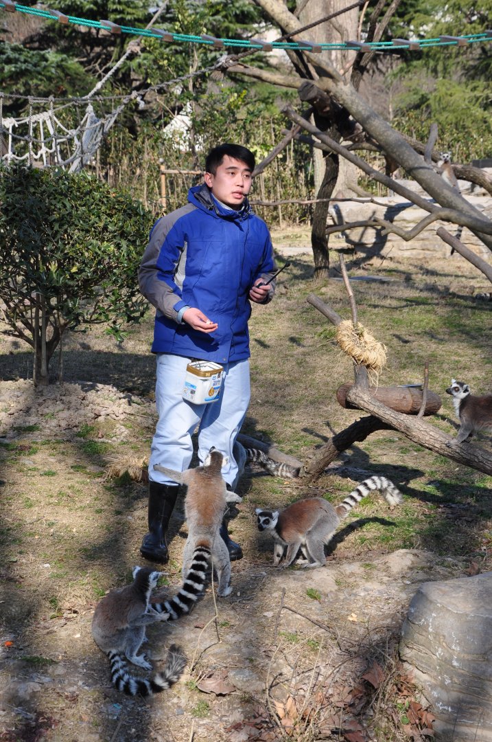 2017-02-11 Ring-tailed lemur and the keeper