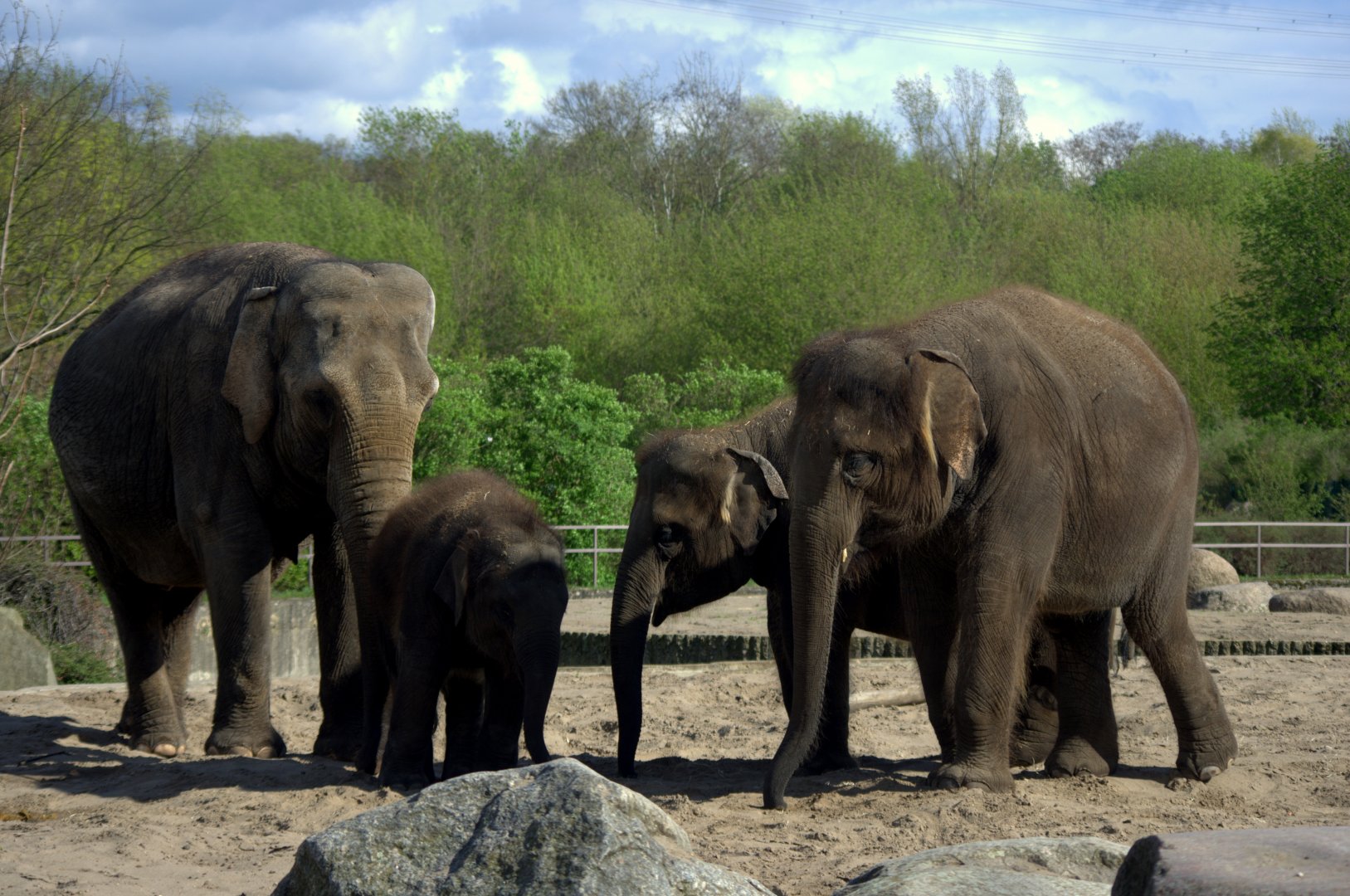 2017-04-11 - Tierpark Berlin - Asian Elephant