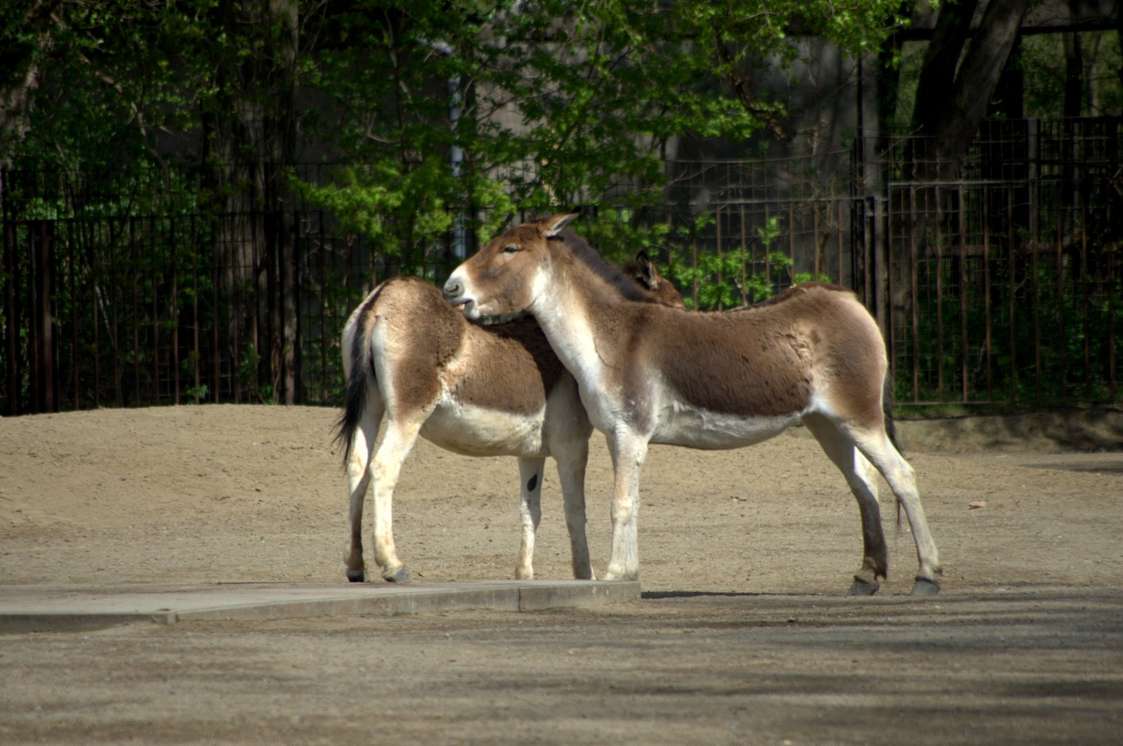 2017-04-11 - Tierpark Berlin - Eastern Kiang