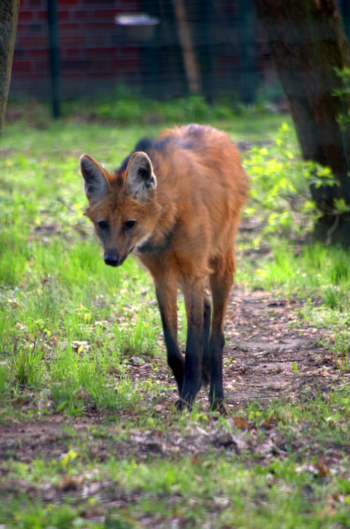 2017-04-11 - Tierpark Berlin - Maned Wolf