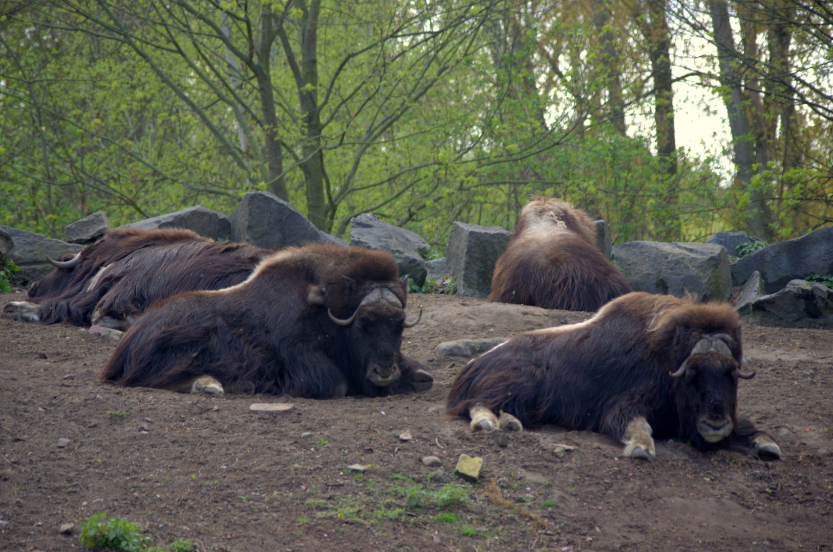 2017-04-11 - Tierpark Berlin - Musk Oxen