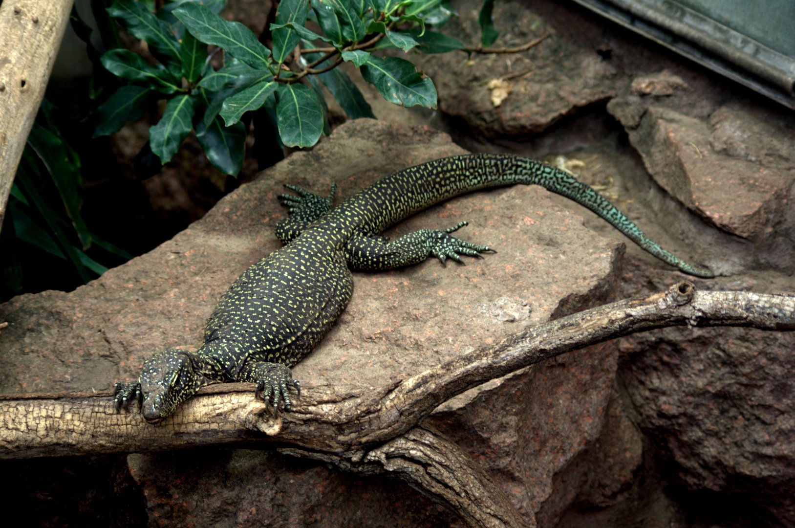 2017-04-11 - Tierpark Berlin - New Guinea Pacific Monitor