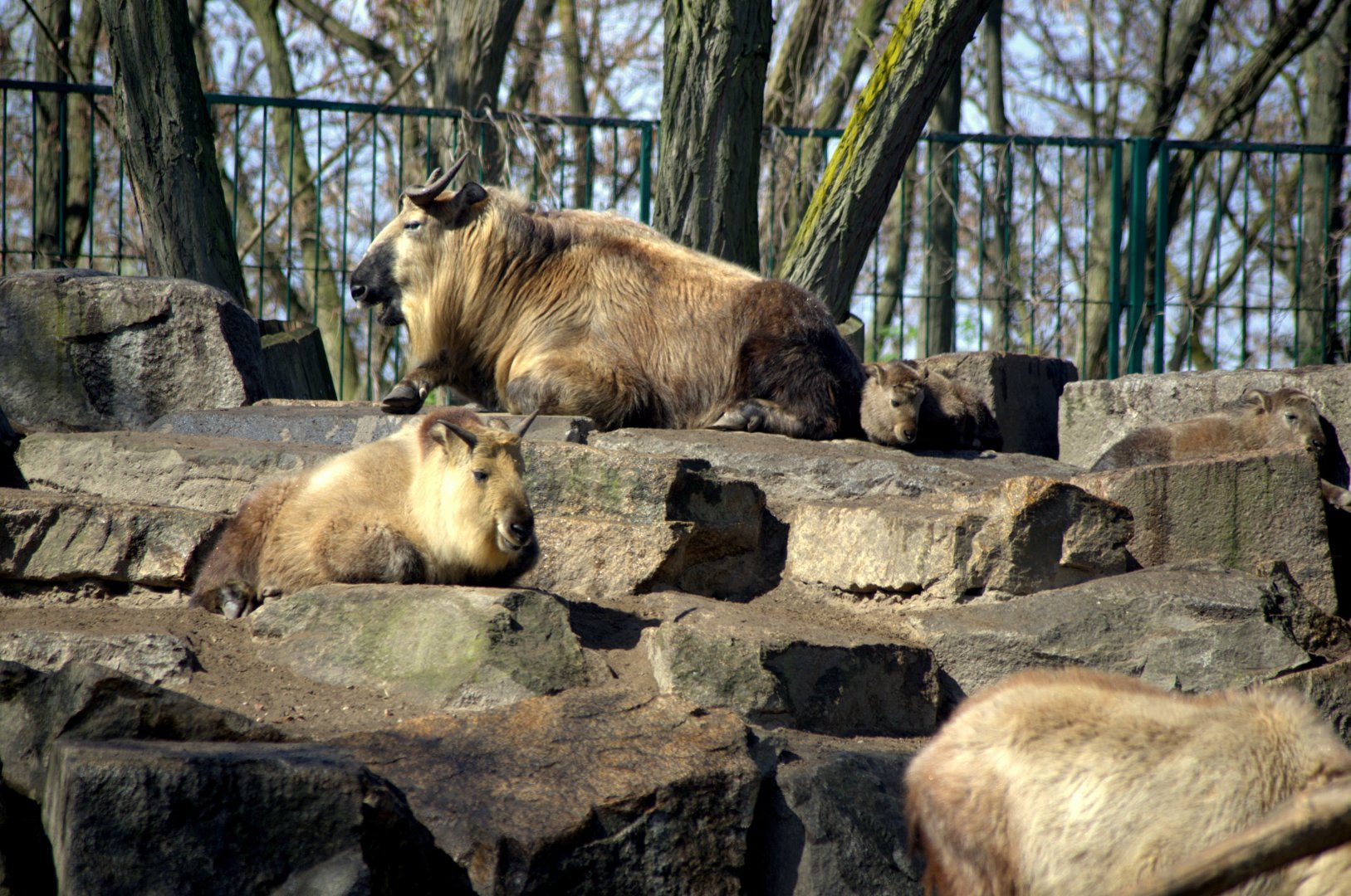 2017-04-11 - Tierpark Berlin - Sichuan Takin