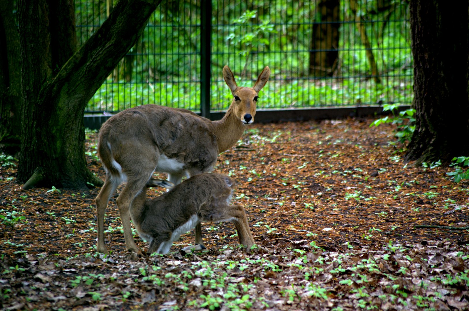 2017-04-11 - Tierpark Berlin - South African Mountain Reedbuck