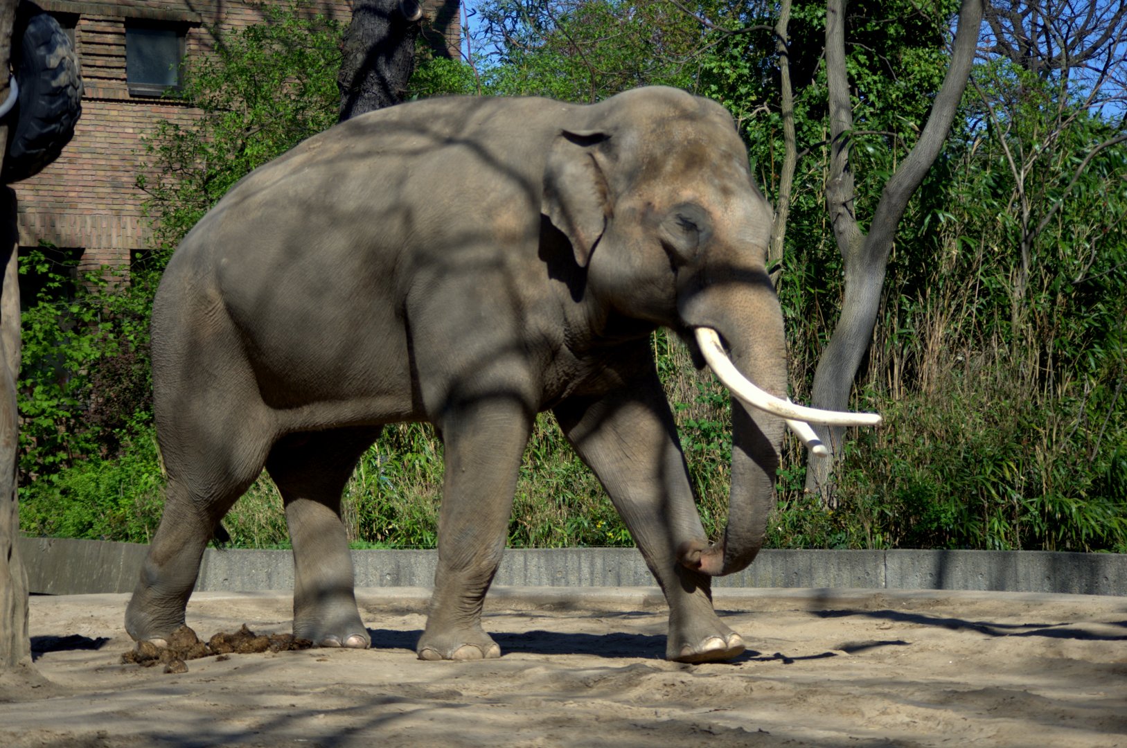 2017-04-13 - Zoo Berlin - Asian Elephant - Victor