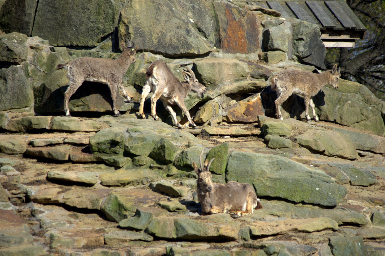 2017-04-13 - Zoo Berlin - Asiatic Ibex