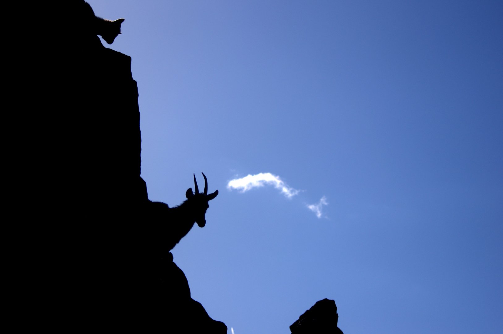 2017-04-13 - Zoo Berlin - Asiatic Ibex