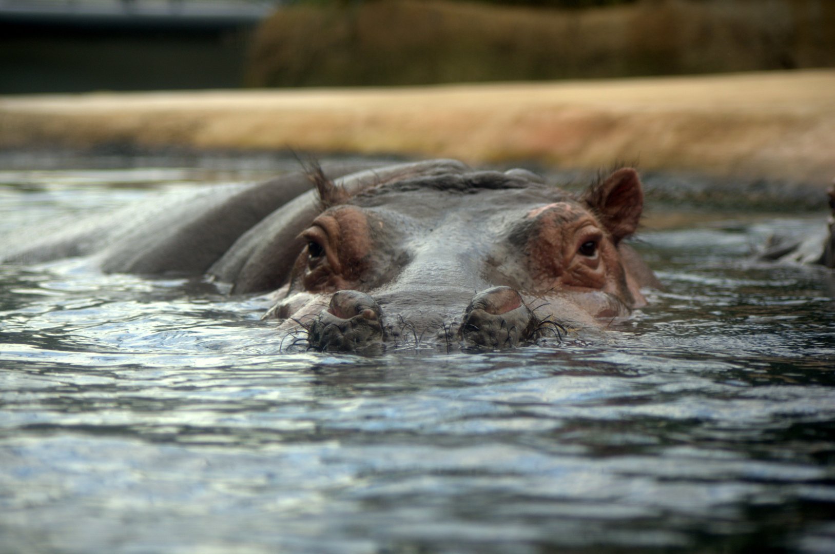 2017-04-13 - Zoo Berlin - Hippo
