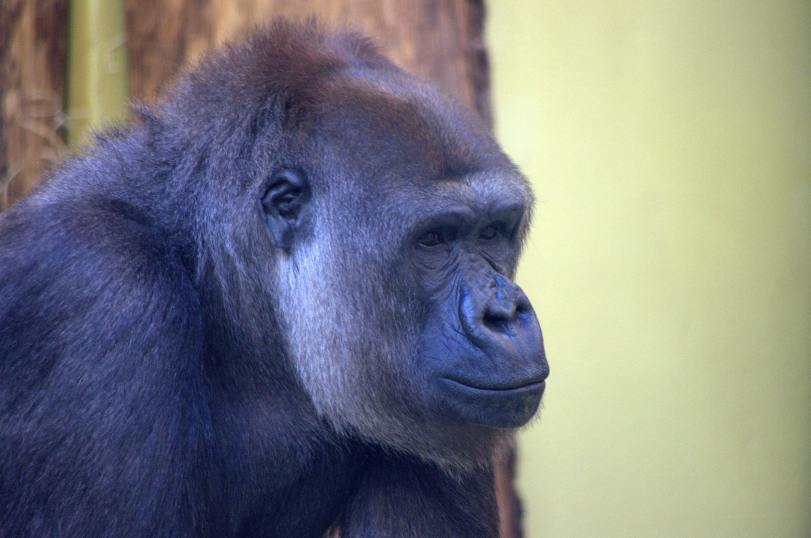 2017-04-13 - Zoo Berlin - Western Lowland Gorilla - Bibi