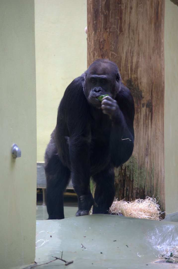 2017-04-13 - Zoo Berlin - Western Lowland Gorilla - Djambala