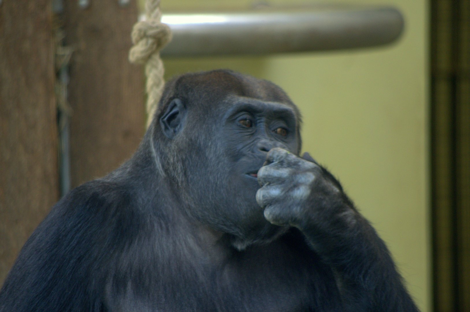 2017-04-13 - Zoo Berlin - Western Lowland Gorilla - Djambala