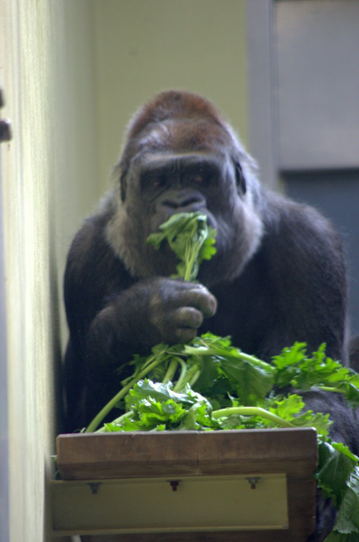 2017-04-13 - Zoo Berlin - Western Lowland Gorilla - Mpenzi