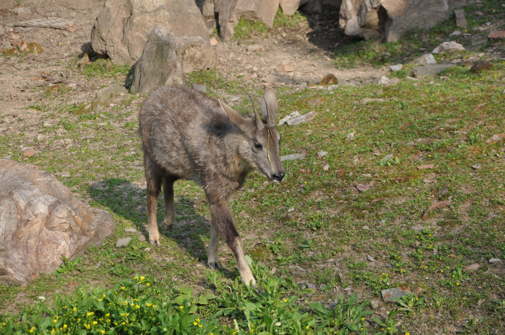 2017-04-16 Chinese goral