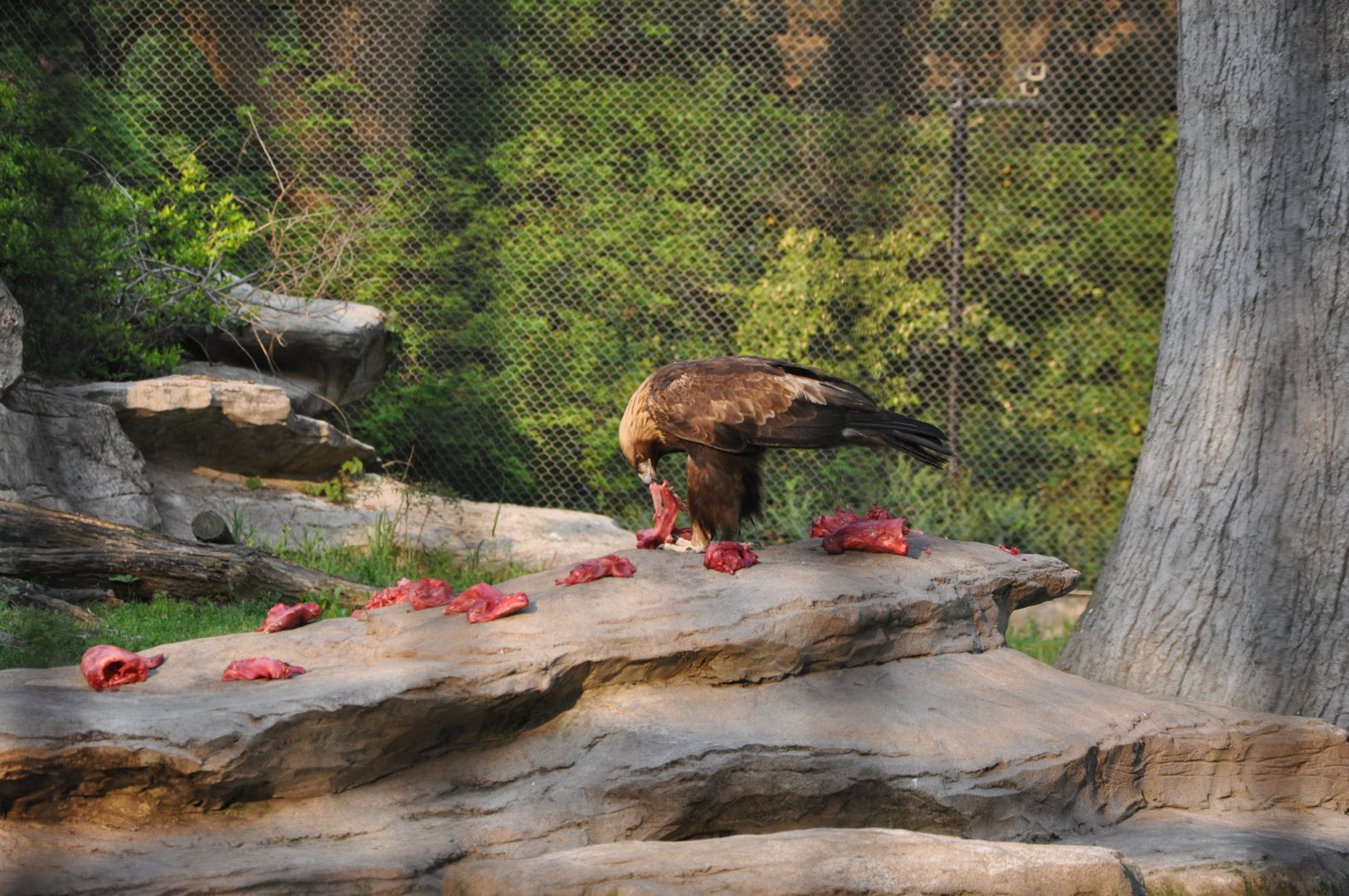 2017-04-16 Golden eagle