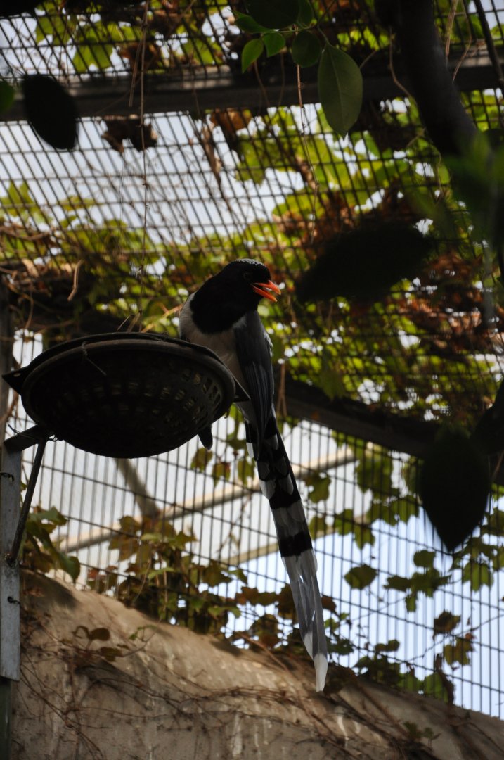 2017-04-16 Red-billed blue magpie