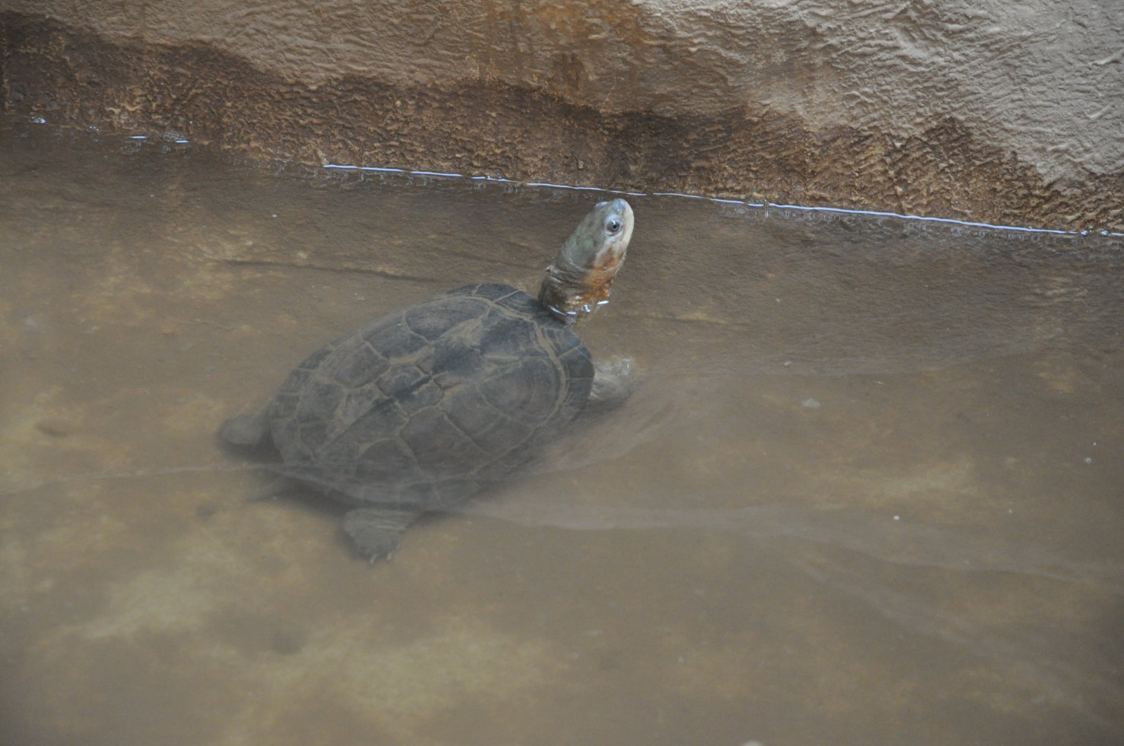 2017-04-16  Yellow pond turtle