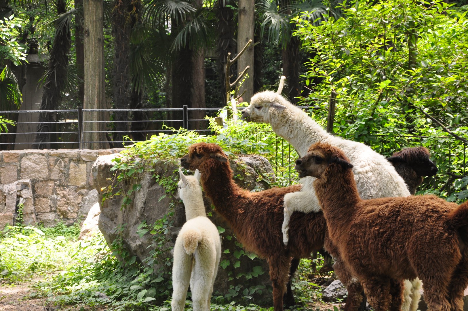 2017-05-28 Alpaca mating