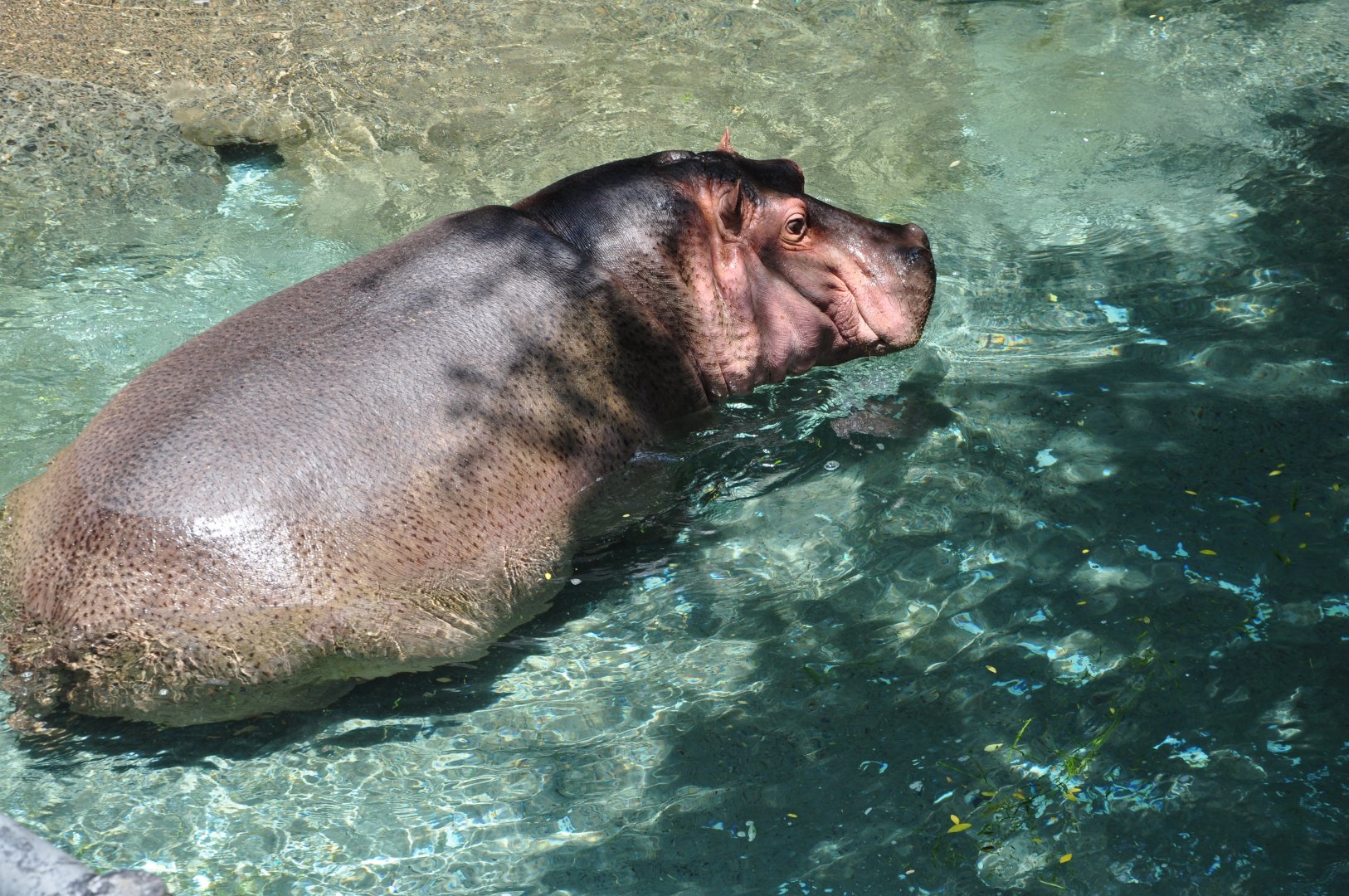 2017-05-28 Hippopotamus