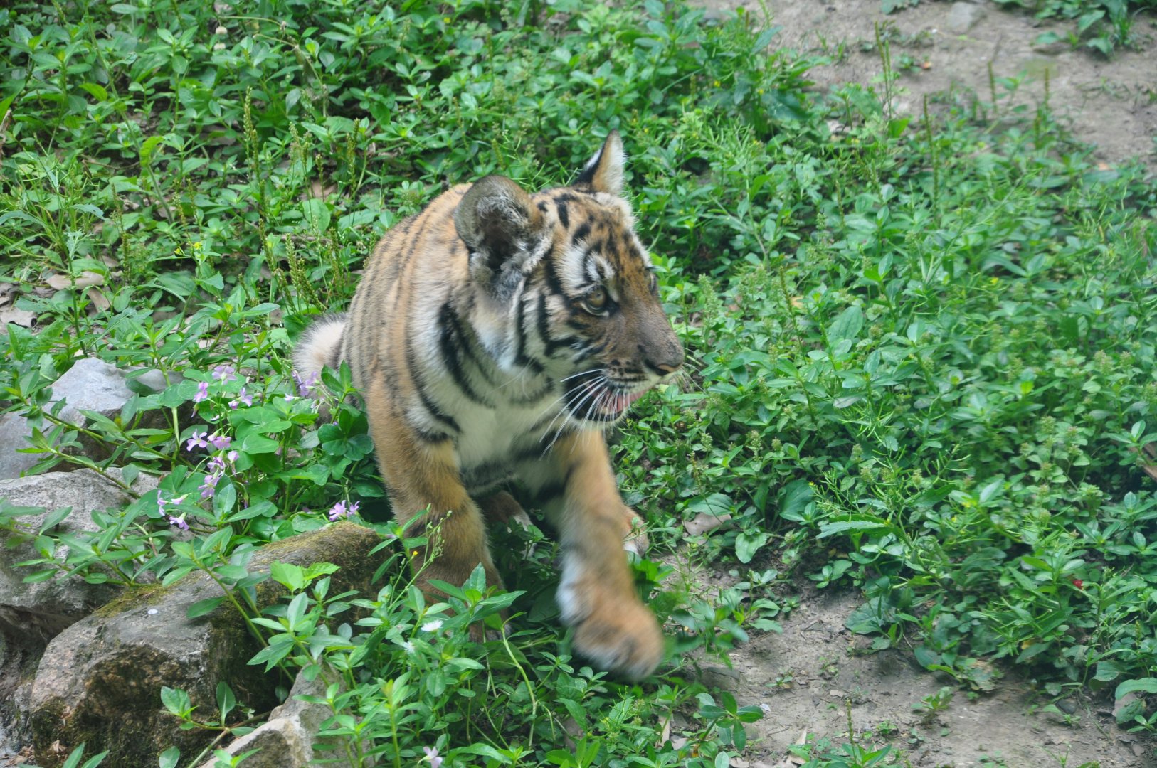 2017-05-28 South China tiger cub