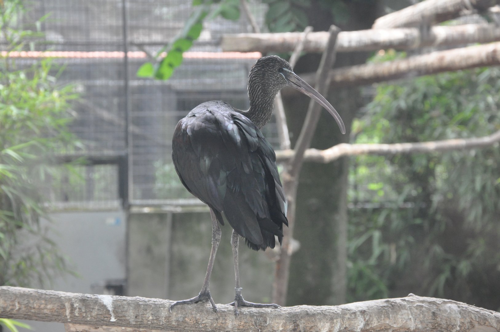 2017-06-08 Glossy ibis